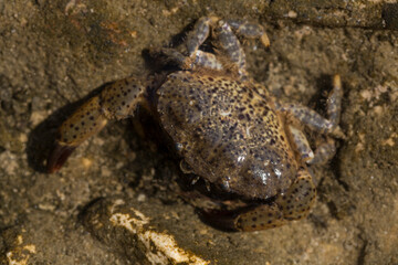 Eriphia verrucosa, sometimes called the warty crab or yellow crab. Black Sea.