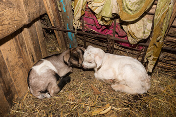 Alpine Goat Dairy Animal. Newborn baby goats are sleeping.