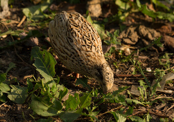 Common quail (Coturnix coturnix), or European quail, is a small ground-nesting game bird in the pheasant family Phasianidae.