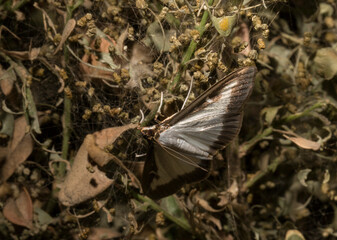 Cydalima perspectalis or the box tree moth is a species of moth of the family Crambidae. This butterfly is a pest. The insect destroys the bush.