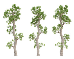 3d set tree of manilkara zapota on transparent background, png plant.