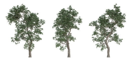 3d set tree of manilkara zapota on transparent background, png plant.