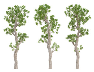 3d set tree of manilkara zapota on transparent background, png plant.