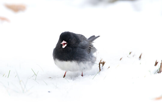 Dark-eyed junco is on the ground covered with snow in winter day.