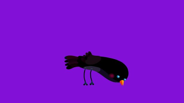 Ousel bird black cartoon animation character pecking eating isolated. Blinking eyes seamless loop behaviour. 