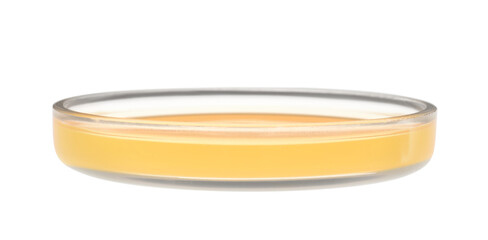 Petri dish with orange liquid isolated on white