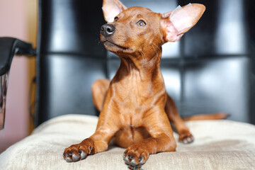 The dog is lying on a chair. The puppy looks away. Portrait of an animal.