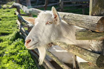 Cute goat inside of paddock at farm