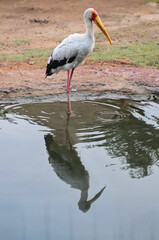 Yellow-billed Stork or Micteria Ibis with a yellow beak
