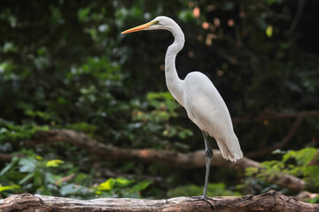 the egret or Ardea alba is perched on a tree branch
