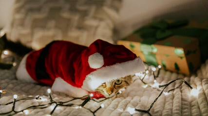 One kitten sitting on the bed at night dressed as Santa Claus. - obrazy, fototapety, plakaty