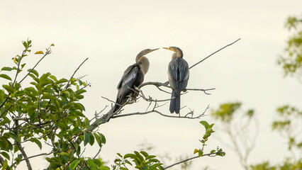 pair of anhinga birds face each other while perching in a tree at the everglades