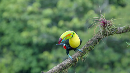 keel-billed toucan perched on a branch spits out a pit