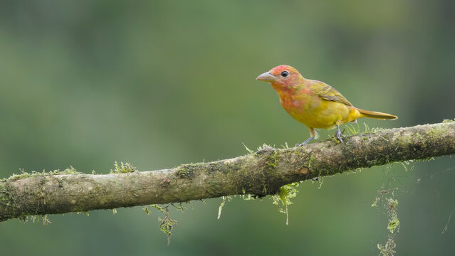 an immature male summer tanager perched on a branch