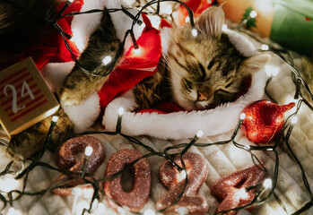 A kitten dressed as Santa Claus sleeping in a garland with an advent calendar box with the number...