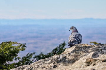Pigeon on mountain top
