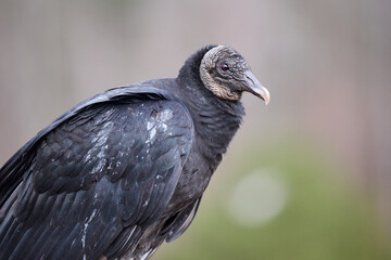 Black vulture close-up