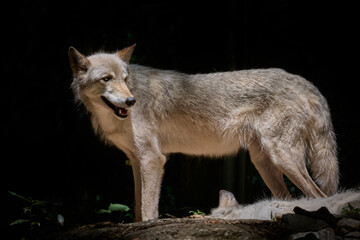 Fototapeta premium Grey Wolf standing in the Sun