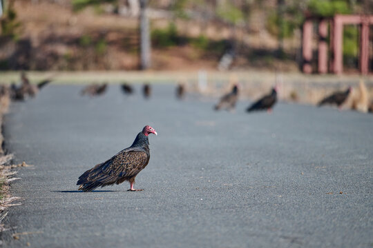 Turkey vulture on road with many vultures in background