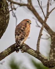 Red-shouldered hawk in a tree