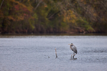 Great Blue Heron on submerged tree in river