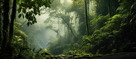 The lush, tropical rainforest was a sight to behold, with its densely packed trees creating a vibrant green canopy that stretched as far as the eye could see; it was truly a beautiful and natural - obrazy, fototapety, plakaty