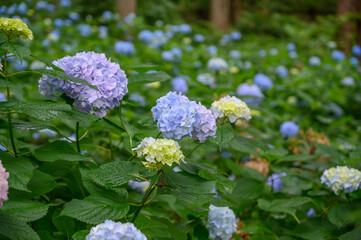 杉林の中に咲く紫陽花