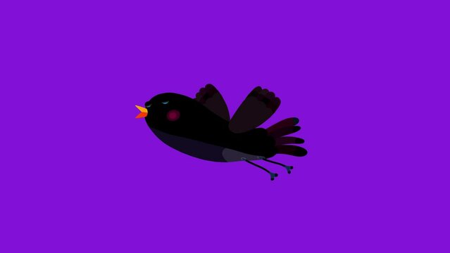 Ousel bird black cartoon animation character flying, gliding singing isolated. Blinking eyes seamless loop behaviour.