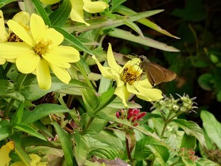 Obraz premium yellow flowers in the garden