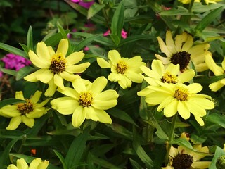 yellow flowers in the garden