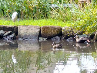 Obraz premium beautiful white bird in clear water
