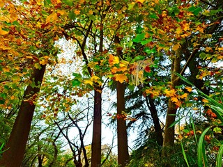 Fototapeta premium autumn trees in the park