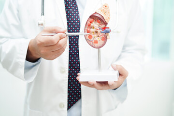 Chronic kidney disease, doctor with model for treatment urinary system, urology, Estimated...