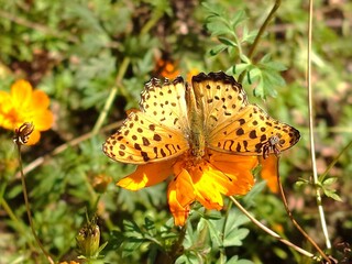 butterfly on flower in a garden