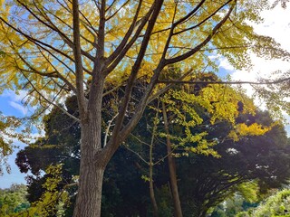 trees in autumn with blue sky