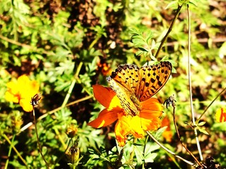 butterfly on flower in a garden