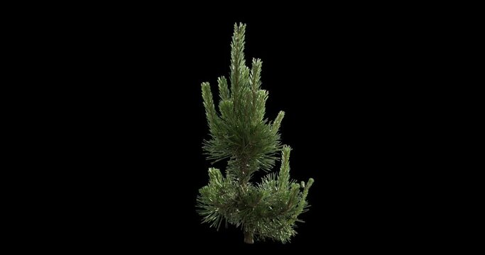 Mugo Pine Back Light  2K High quality 10bit footage trees on the wind isolated on white background, Made from RAW
