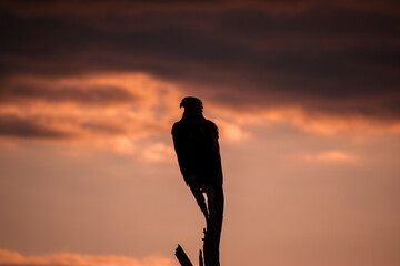 Australia is a megadiverse country and is home to an extraordinarily high amount of animal species. There are species that can only be found in Australia such as some kind of birds or the monotremes.