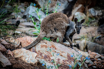 Australia is a megadiverse country and is home to an extraordinarily high amount of animal species. There are species that can only be found in Australia such as some kind of birds or the monotremes.
