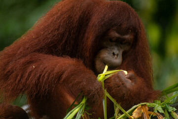 Adult orangutan considering whether he should eat the grass stick