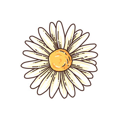daisy flower hand drawing illustration