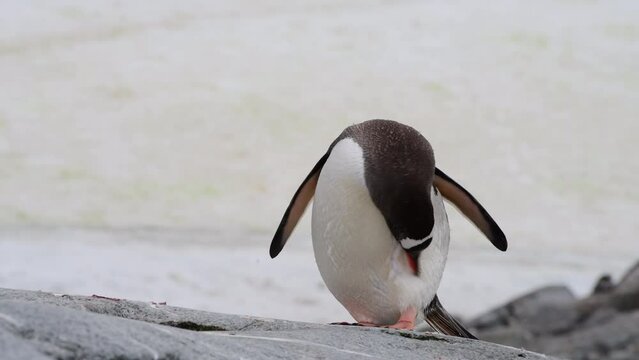 Gentoo Penguin cleaning feathers in Antarctica
