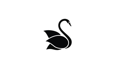 black swan on white background