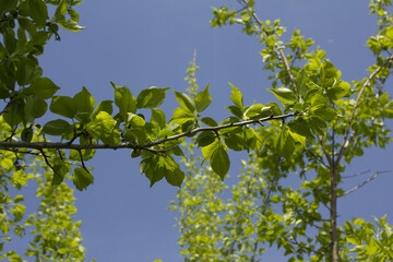 Plums hanging on branches on a farm.
