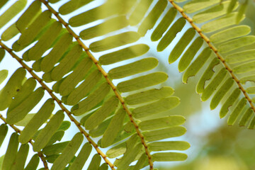 Photograph of bitter gourd leaves in the late morning sunlight.