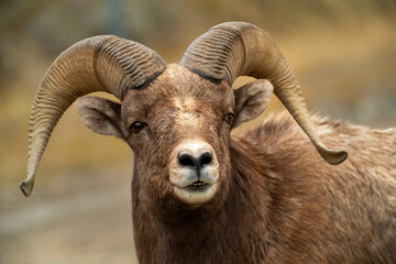 Big Horn Sheep -The RUT is On - obrazy, fototapety, plakaty