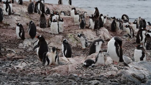 Gentoo Penguins on nest in Antarctica