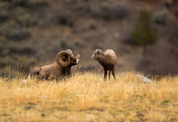 Big Horn Sheep -The RUT is On