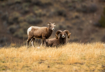 Fototapeta premium Big Horn Sheep -The RUT is On