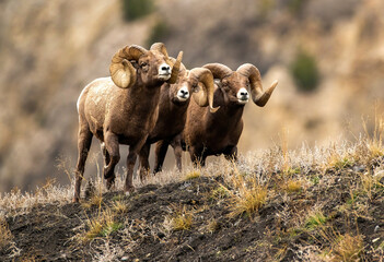 Big Horn Sheep -The RUT is On - obrazy, fototapety, plakaty
